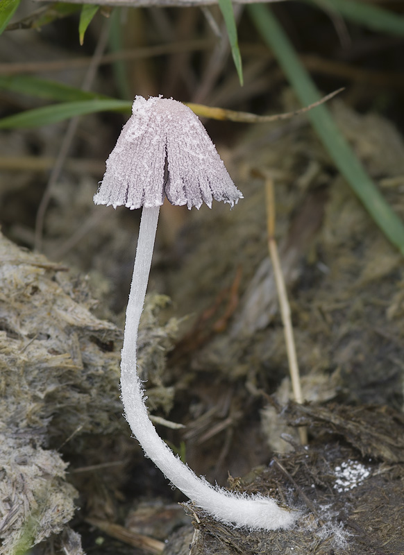 Coprinopsis pseudonivea